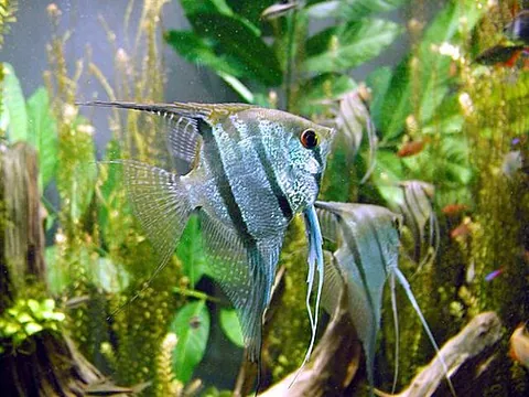 angelfish: any member of the genus Pterophyllum of freshwater, tropical cichlids