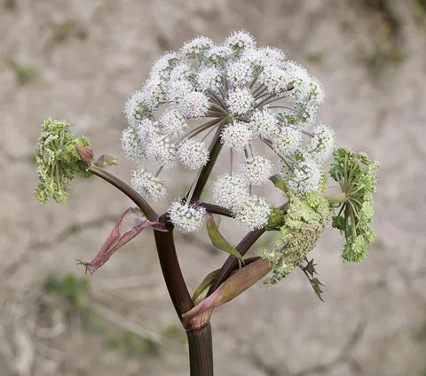 angelica: a tall plant, with hollow stems, genus Angelica, especially garden angelica (Angelica archangelica)