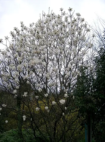 angiosperm: any plant of the clade Angiosperms, characterized by having ovules enclosed in an ovary; a...