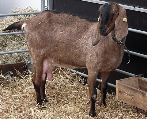 anglo-nubian goat: a large breed of long-eared goat derived from crossbreeding British goats with others from Egypt...