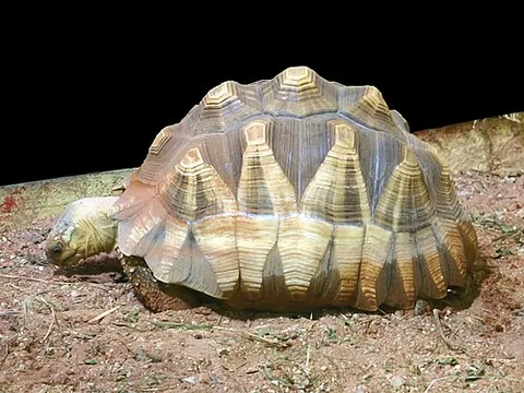 angonoka: astrochelys yniphora, a tortoise endemic to Madagascar having a highly domed light-brown carapace...