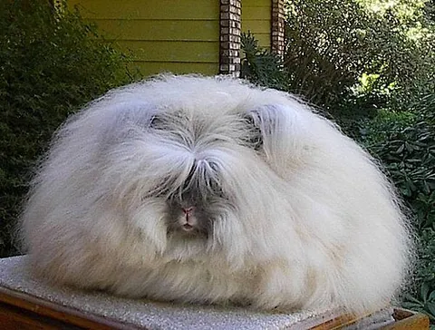 angora: a Turkish Angora cat