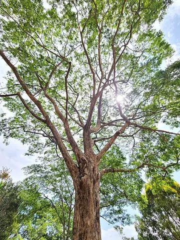 angsana: a tree of species Pterocarpus indicus, the source of a desirable tropical hardwood, of southeast...