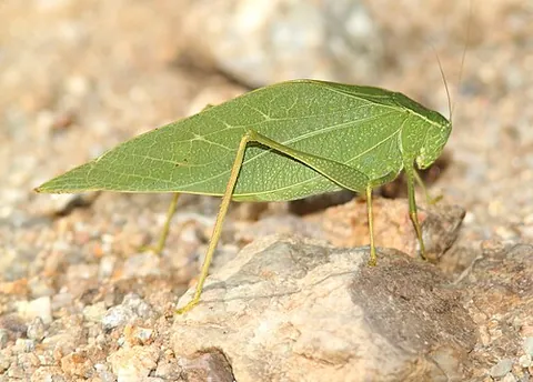 angular-winged katydid: an insect of the species Microcentrum rhombifolium