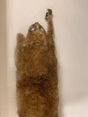 angwantibo: either of two small primates, of the genus Arctocebus, similar to lemurs