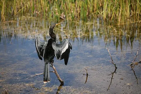 anhinga: synonym of darter: any bird of the genus Anhinga