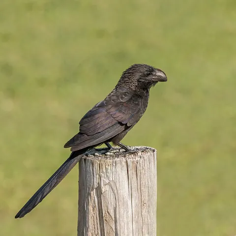 ani: any bird of the genus Crotophaga in the cuckoo family
