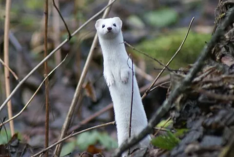 animal coat: a mammal's fur