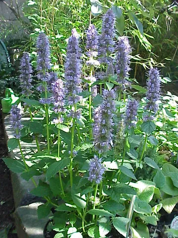 anise hyssop: a North American anise-scented herb in the mint family, Agastache foeniculum, grown for its...
