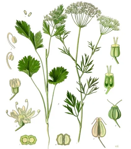 anise: an umbelliferous plant (Pimpinella anisum) growing naturally in Egypt, and cultivated in Spain,...
