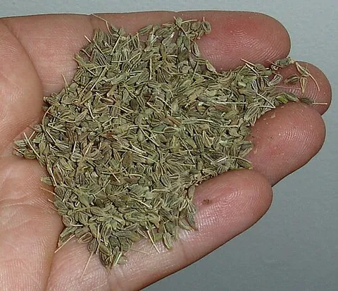 aniseed: the seedlike fruit of the anise, used in baking and in the flavoring of liqueurs such as ouzo