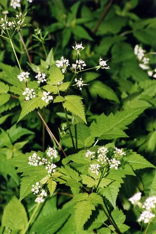 aniseroot: any of certain North American herbs of the genus Osmorhiza