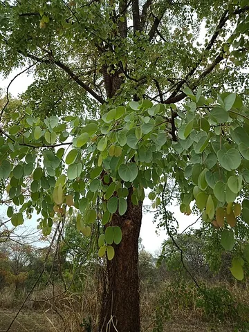 anjan: a hardwood tree (Hardwickia binata) native to dry regions of the Indian subcontinent