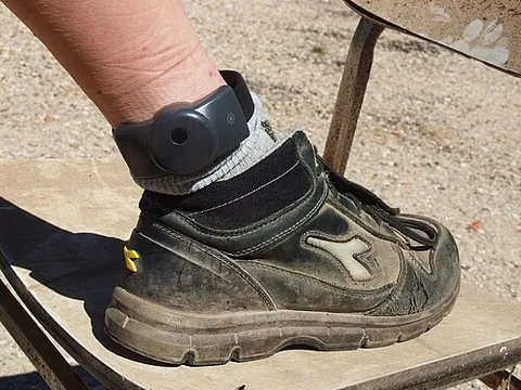 ankle monitor: a device worn on the ankle that people under house arrest or parole are often required to wear to...