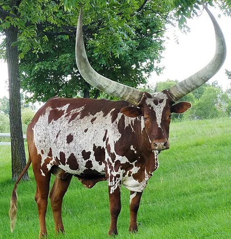 ankole-watusi: a medium-sized breed of cattle with long, large horns, and originated in Africa