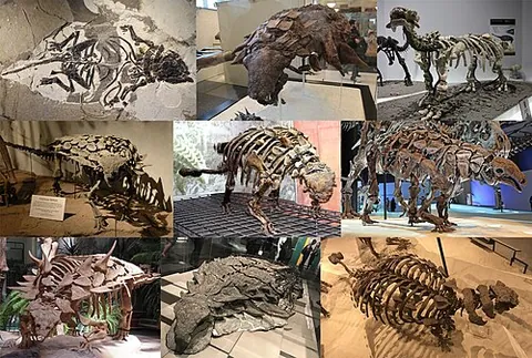 ankylosaur: synonym of ankylosaurus, Ankylosaurus magniventris, a herbivorous dinosaur of the Cretaceous period...