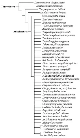 ankylosauromorph: any dinosaur of the former order †Ankylosauromorpha (now †Thyreophora)