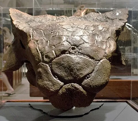 ankylosaurus: ankylosaurus magniventris, a large herbivorous dinosaur of the Cretaceous period notable for its...