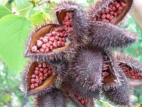 annatto: a tropical American evergreen shrub, Bixa orellana; the lipstick tree; the fruit of the tree