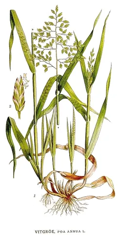 annual meadow grass: poa annua