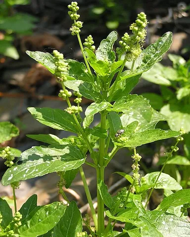 annual mercury: mercurialis annua, a spurge native to Europe, North Africa, and the Middle East and invasive...