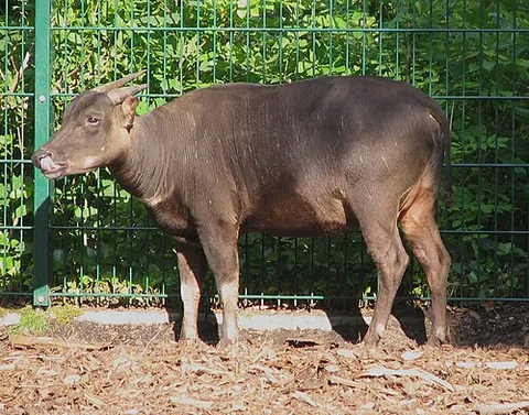 anoa: either of two related species of small Indonesian water buffalo similar in appearance to deer;...