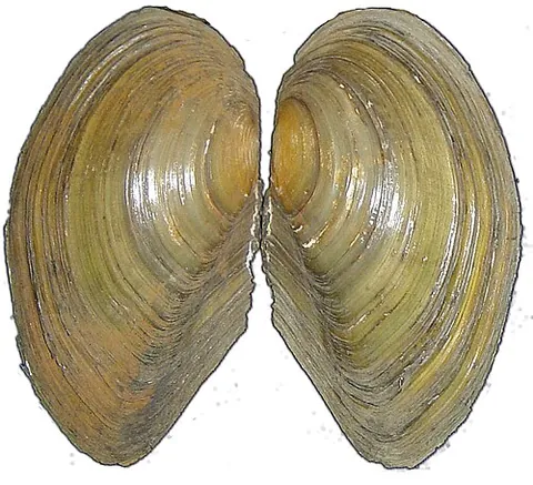 anodon: any member of the genus Anodon, now Anodonta, of freshwater bivalves