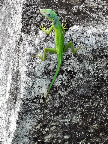 anole: any member of the family Dactyloidae of chiefly arboreal dactyloid lizards native to the Americas,...