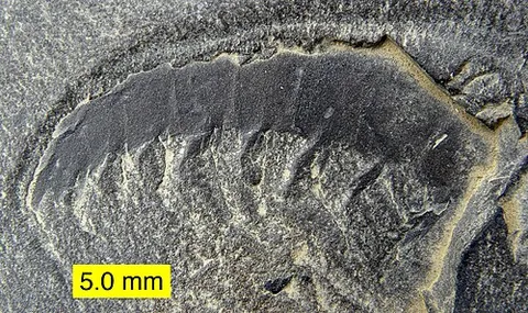 anomalocaridid: any of a group of large marine animals of the family †Anomalocarididae, known only from fossils