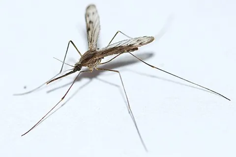 anopheles: a mosquito of the genus Anopheles, some insects of which transmit various parasites of the genus...