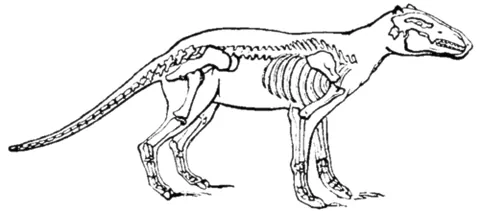 anoplotherium: any member of the extinct ungulate genus †Anoplotherium