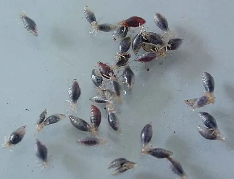 anopluran: any louse of the suborder Anoplura, a sucking louse