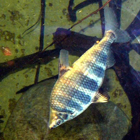 anostomid: any fish in the family Anostomidae, one of several with fish known as headstanders
