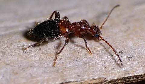 ant beetle: a species of beetle that resembles a large ant, Thanasimus formicarius