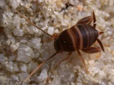 ant cricket: any of various small insects of the family Myrmecophilidae that live commensally with ants