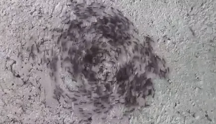 ant mill: a phenomenon where a group of army ants, separated from the main foraging party, lose the pheromone...