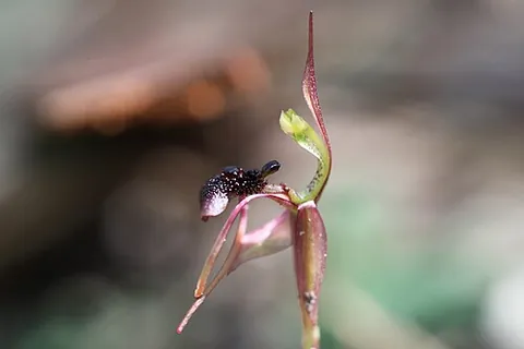 ant orchid: an orchid (Chiloglottis formicifera), originally from New Zealand