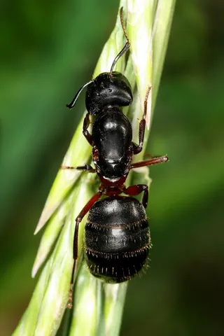 ant: any of various insects in the family Formicidae in the order Hymenoptera, typically living in large...