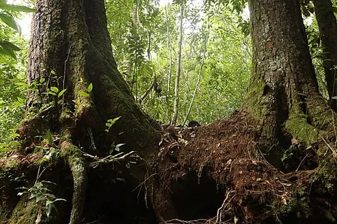 antarctic beech: a species of beech tree, Nothofagus moorei, endemic to South America