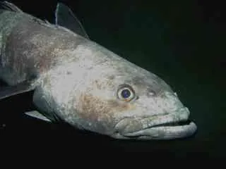 antarctic toothfish: dissostichus mawsoni, a large, black or brown fish found in very cold (subzero) waters of the...