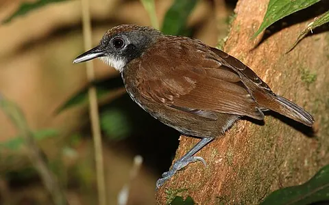antbird: any of various drab-colored South American birds of the family Thamnophilidae that feed on ants