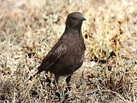 anteater chat: a bird of species Myrmecocichla aethiops, found in Africa