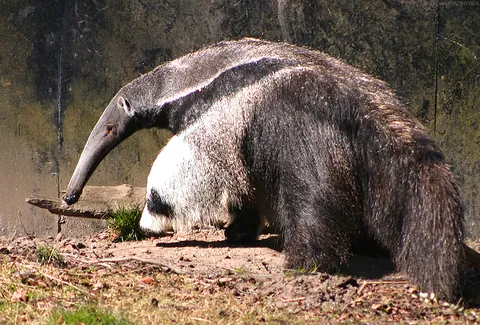 anteater: any of several animals of South and Central America, in the suborder Vermilingua, which are noted...