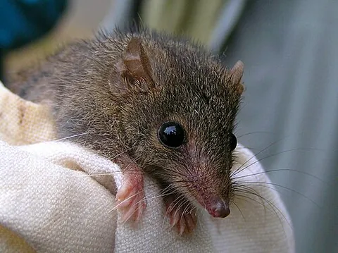 antechinus: any member of the genus Antechinus of small carnivorous Australian marsupials that resemble shrews