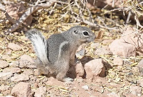 antelope squirrel: any of a group of sciurids of the genus Ammospermophilus, found in the desert and dry scrub areas...