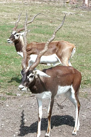 antelope: any of several African mammals of the family Bovidae distinguished by hollow horns, which, unlike...