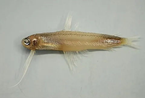 antenna codlet: bregmaceros atlanticus, a species of codlet fish found in the subtropical zones of the oceans,...