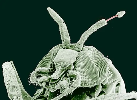 antenna: an appendage used for sensing on the head of an insect, crab, or other animal