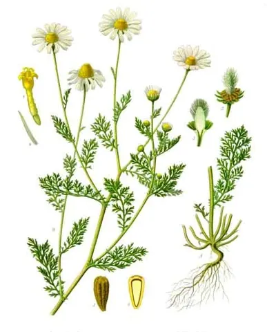 anthemis: camomile, in genus Anthemis