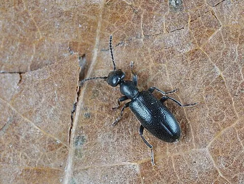 anthicine: relating to beetles of the subfamily Anthicinae
